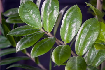 green fresh plants, leaves pattern