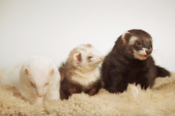 Group of ferret friends posing for portrait in studio