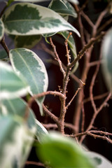 green fresh plants, leaves pattern