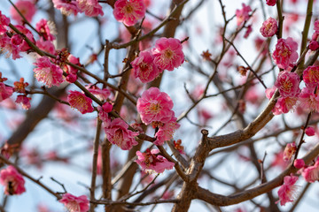 Plum blossoms at Sumida Park, Taito Ward, Tokyo, Japan