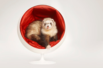Ferret posing in white and red chair