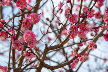 Fototapeta na wymiar Plum blossoms at Sumida Park, Taito Ward, Tokyo, Japan