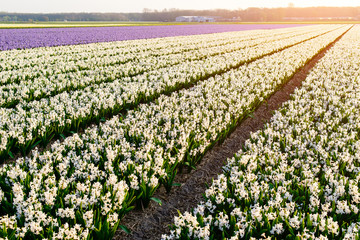 Hyacinth field, hyacinth production and flower growing on a farm in the Netherlands