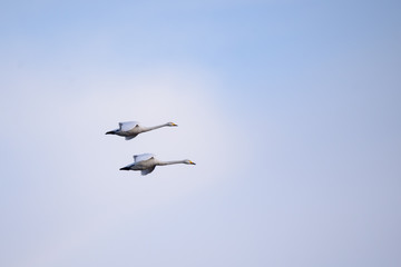 Whooper swans (Cygnus cygnus) flying in the sky over field at countryside.