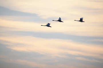 Fototapeta na wymiar Whooper swans (Cygnus cygnus) flying in the sky over field at countryside.