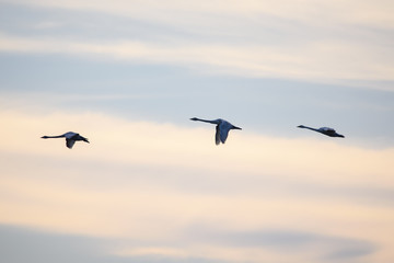 Whooper swans (Cygnus cygnus) flying in the sky over field at countryside.
