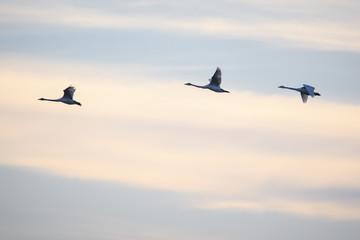 Whooper swans (Cygnus cygnus) flying in the sky over field at countryside.