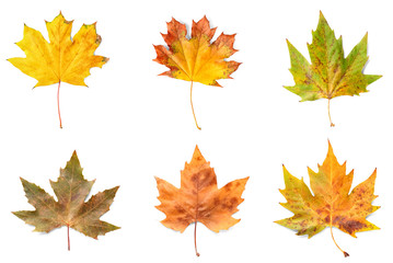 Different maple leaves on white background