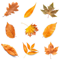 Different autumn leaves on white background