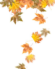 Falling leaves on white background