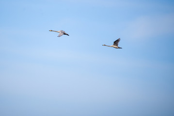 Whooper swans (Cygnus cygnus) flying in the sky over field at countryside.