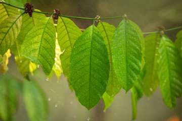 coffee leave in the rain