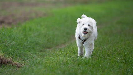 Junger Labradoodle Hund läuft im Freien 