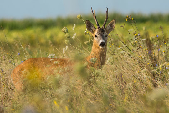 Roe deer on the green grass