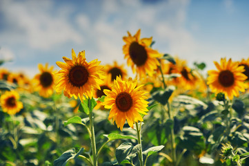 Flowers sunflower close up