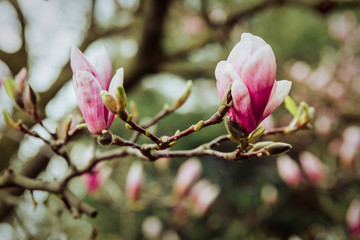 Obraz premium Magnolia flower