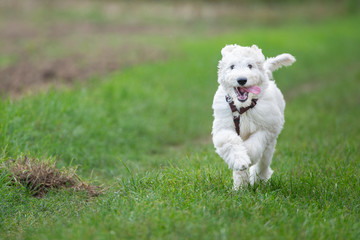 Junger Labradoodle Hund läuft im Freien 