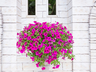 Fototapeta na wymiar Flower on roman flower pot decorative at brick wall
