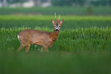 Roe deer on the green grass