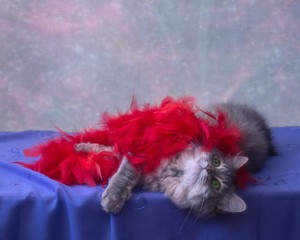Cat model and carnival scarf from bird feathers