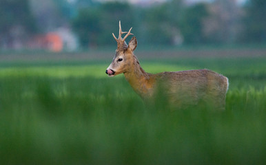 Roe deer on the green grass