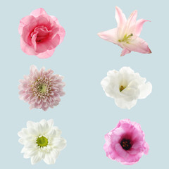 Set of different beautiful flowers on light background