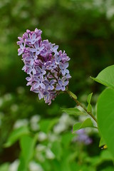 Fototapeta na wymiar blooming wild purple lilac in spring season