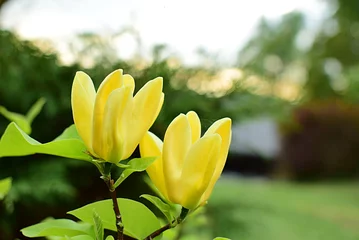 Zelfklevend Fotobehang yellow magnolia blossoming in the garden © rosali