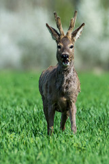 Roe deer on the green grass