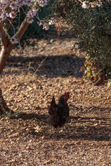 hen eating in the wild on the ground