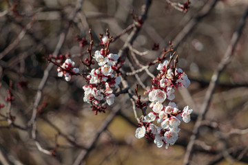 almond flowers