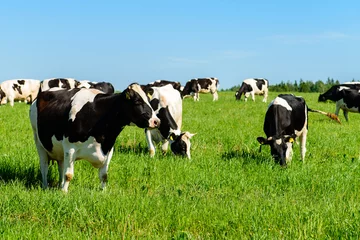 Gordijnen koeien grazen op een groen veld bij zonnig weer, lay-out met ruimte voor tekst © smspsy