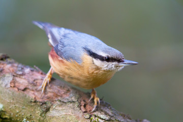 Eurasian nuthatch (Sitta europaea) in the nature reserve Moenchbruch near Frankfurt, Germany.