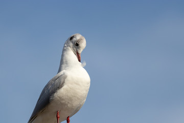 Seagull shot at Sumida Park, Tokyo, Taito-city, Japan
