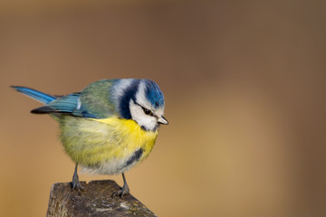Blue Tit (Parus caeruleus) in the nature protection area Moenchbruch near Frankfurt, Germany.