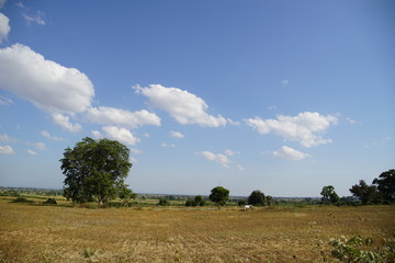 white cattle in Myanmar