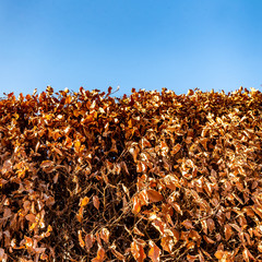 Hecke als Sichtschutz im Herbst