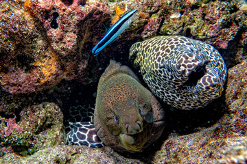 leopard eel mooray portrait