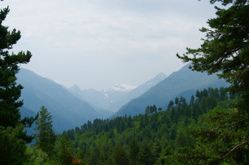 green pine forest and mountains. green pine on a background of snowy mountains