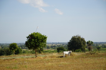 white cattle in Myanmar