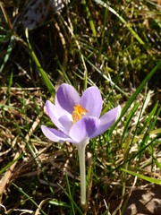 perce neige violet
