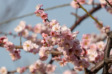 Plum blossoms at Sumida Park, Taito Ward, Tokyo, Japan