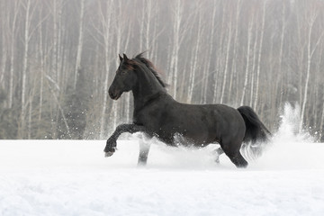 Fototapeta na wymiar Black friesian horse with the mane flutters on wind running on the snow-covered field in the winter background