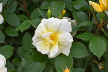 ツバキみたいな白い花