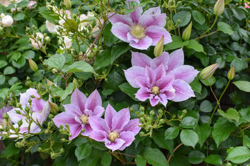 クレマチスみたいな薄紫の花１