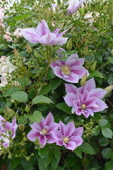 クレマチスみたいな薄紫の花２