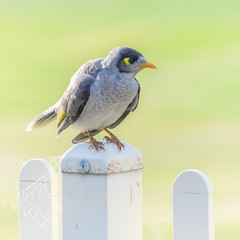 Noisy Miner Bird