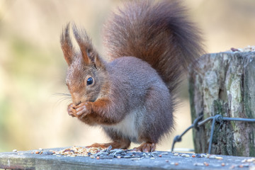 Eichhörnchen