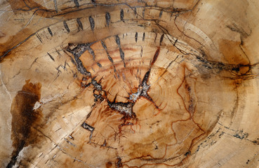 Natural background, fossilized wood © Trutta