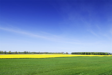 Idyll, view of green field and the blue sky